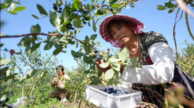 河北省灵寿县新农合怎么备案